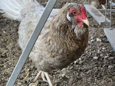 Hen chicken laying hens for sale
