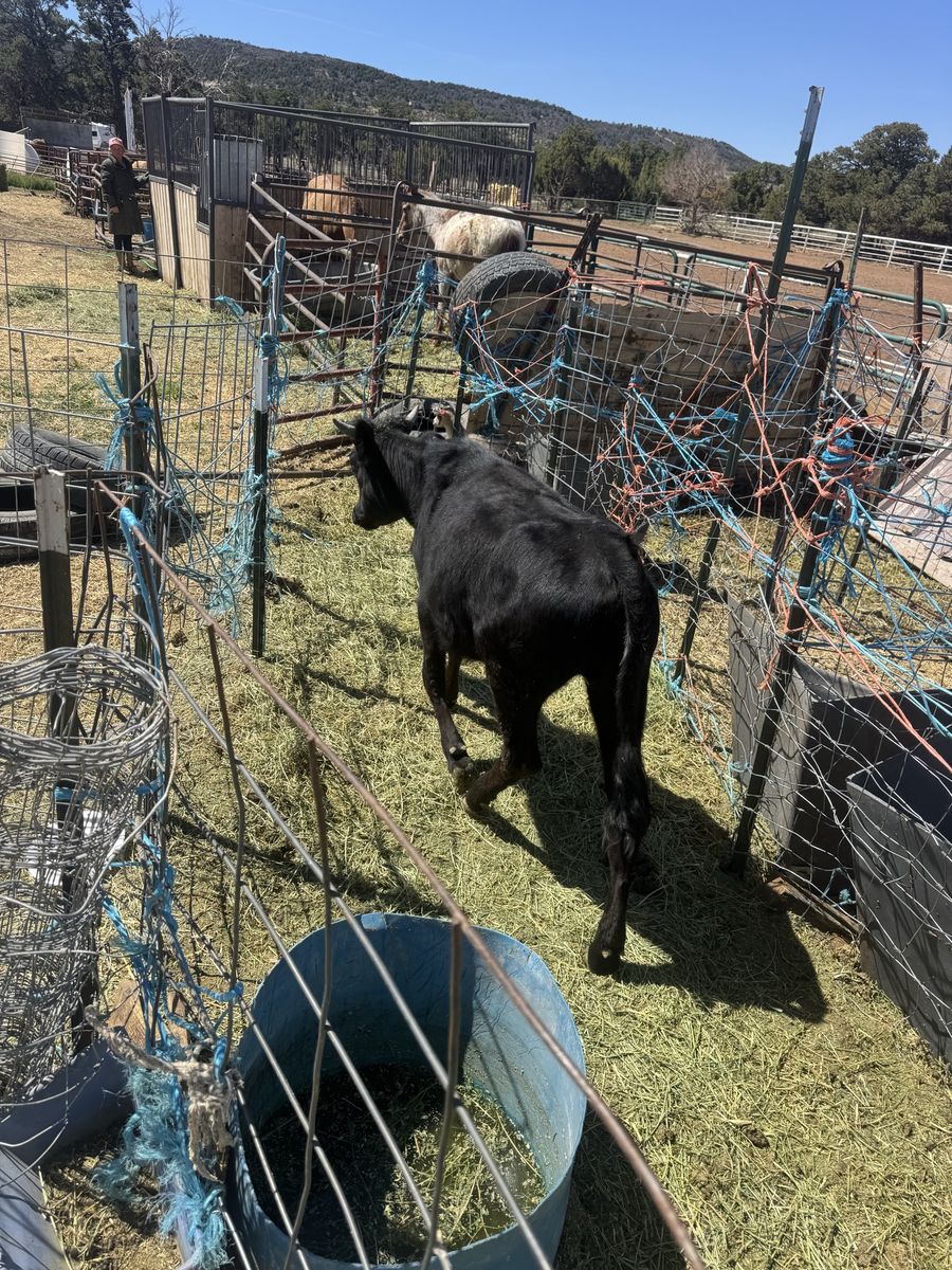 Fresh Corriente heifer