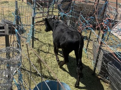 Fresh Corriente heifer