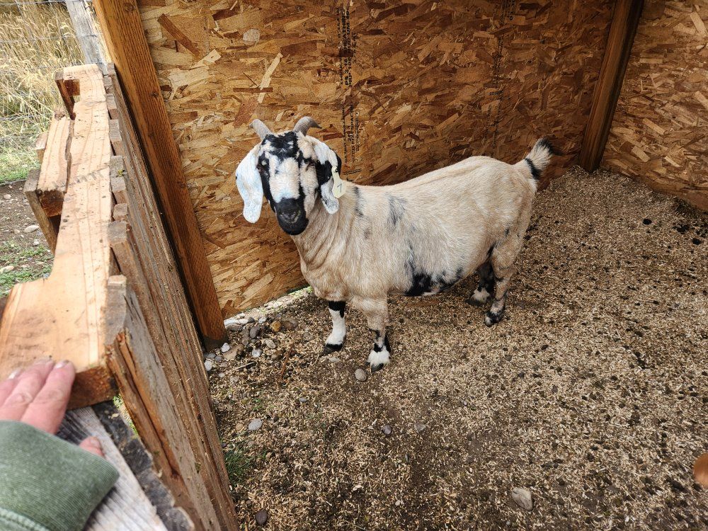 Full Boer Doe For Sale  $375