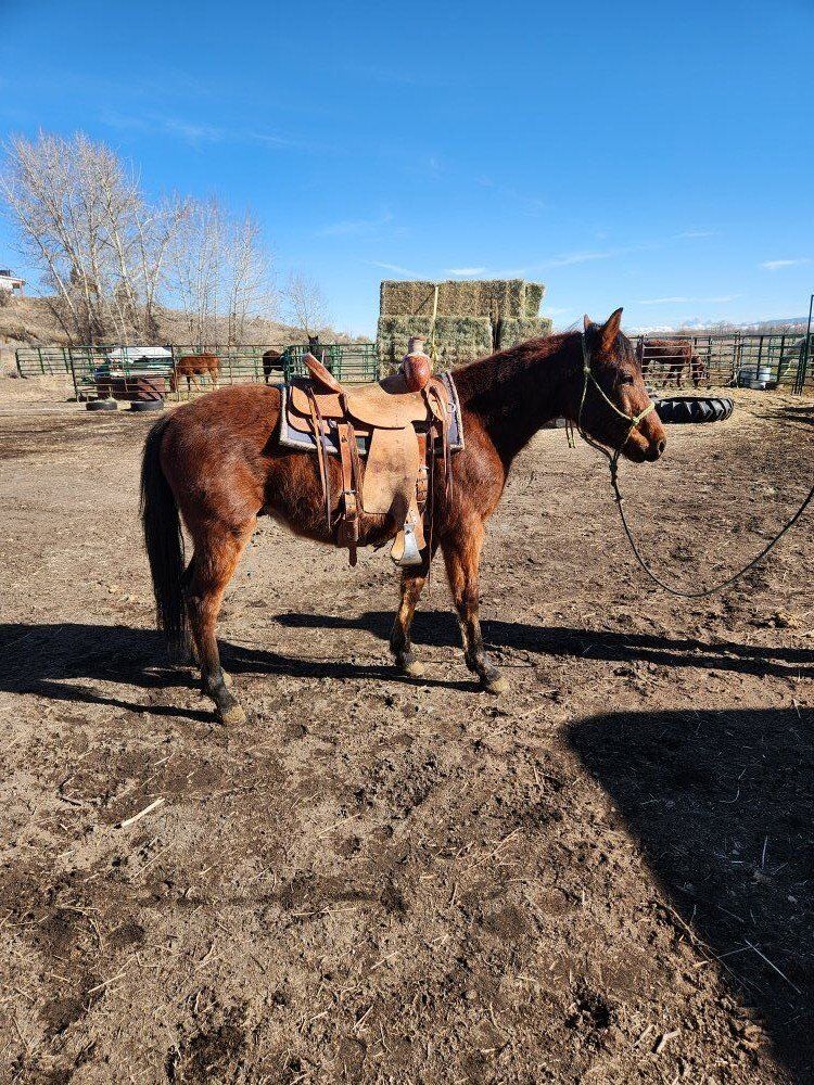 3 year old grade gelding