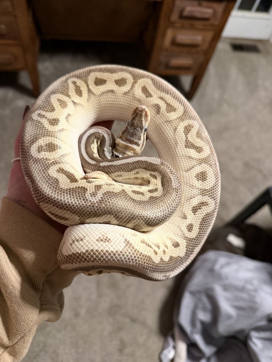 Lori SuperPastel Fire Mojave Ball Python Snake - Healthy Pet Reptile with Unique Pattern