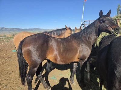AQHA Broodmare