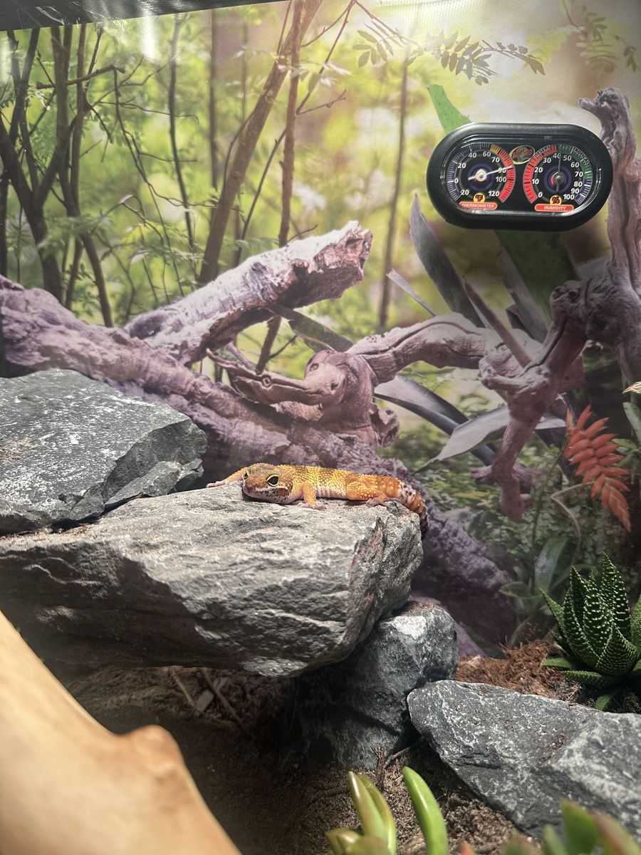 Leopard Gecko And cage