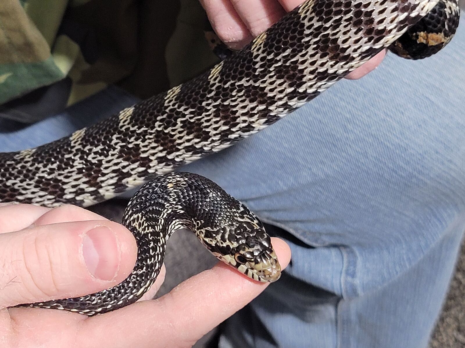 Beautiful Pine Snake