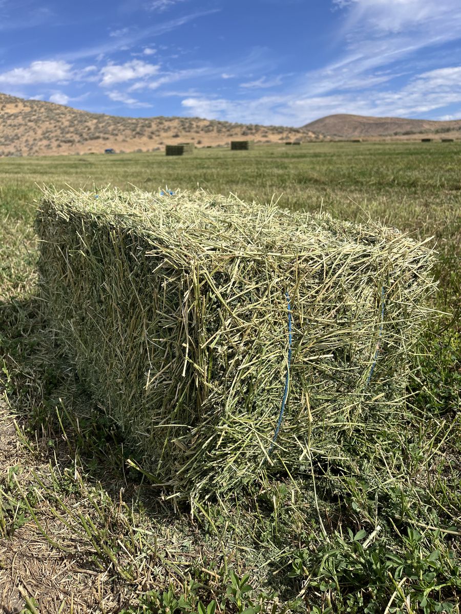 Alfalfa Hay Bundles