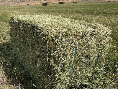 Alfalfa Hay Bundles