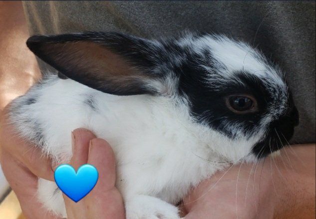 Lionhead Bunnies