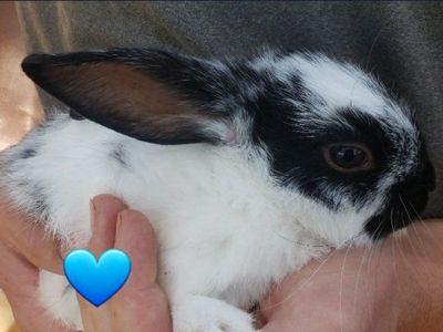 Lionhead Bunnies