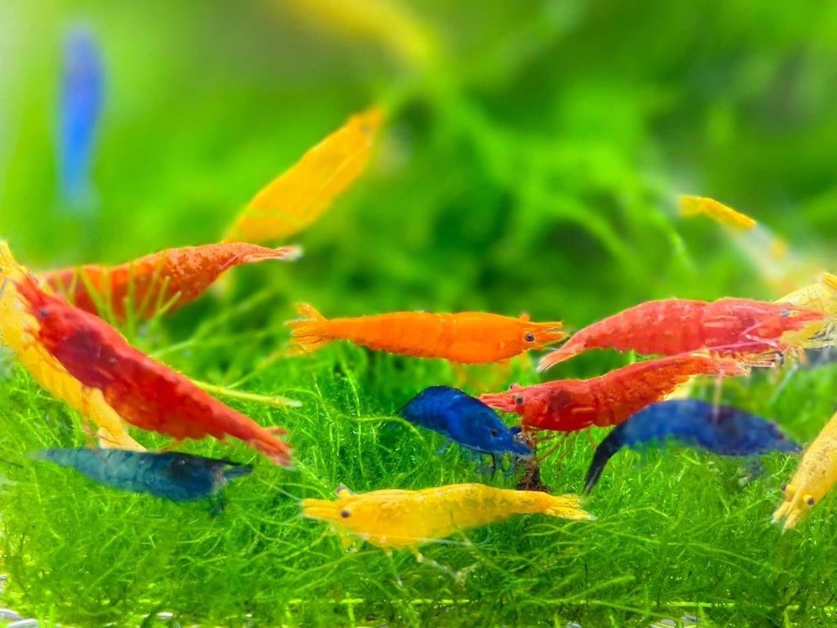 Skittles Pack Neocaridina Shrimp 10 + 2 (Red, Blue, Yellow, & Orange Freshwater Aquarium Shrimp)