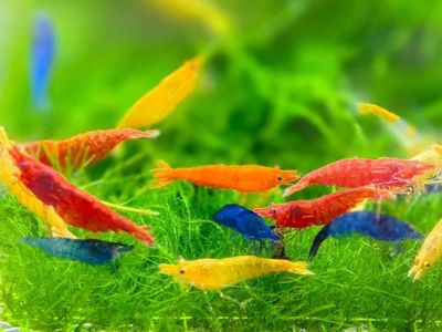 Skittles Pack Neocaridina Shrimp 10 + 2 (Red, Blue, Yellow, & Orange Freshwater Aquarium Shrimp)