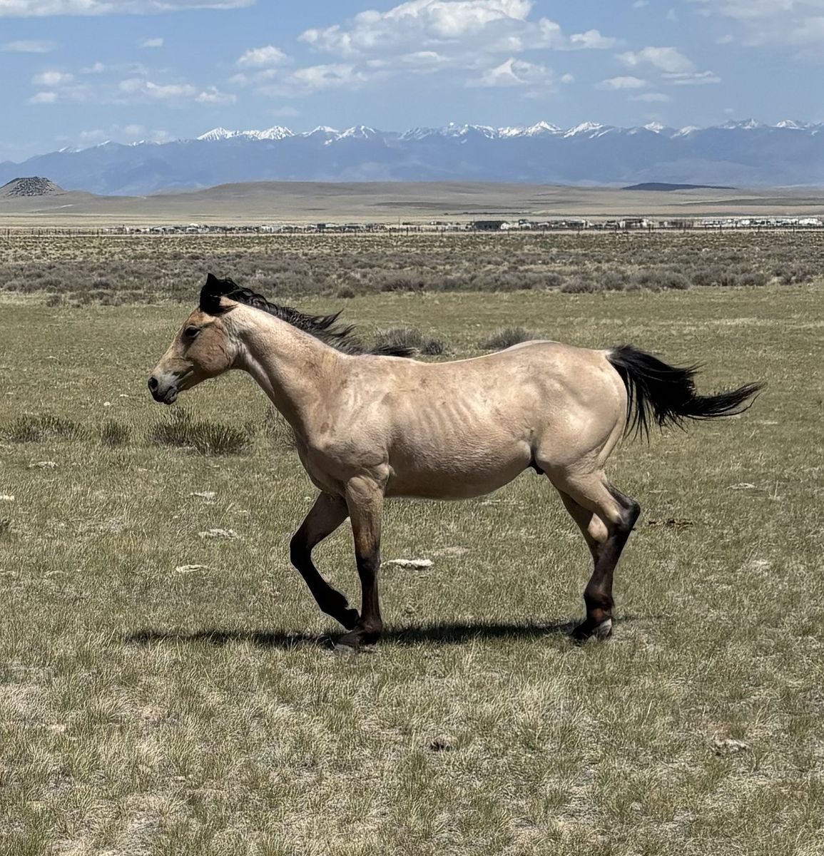 Yearlings