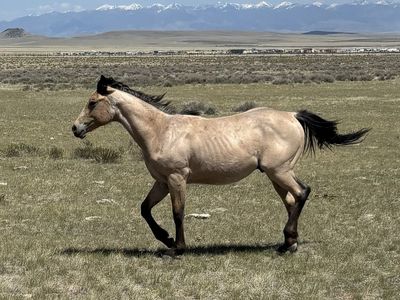 Yearlings