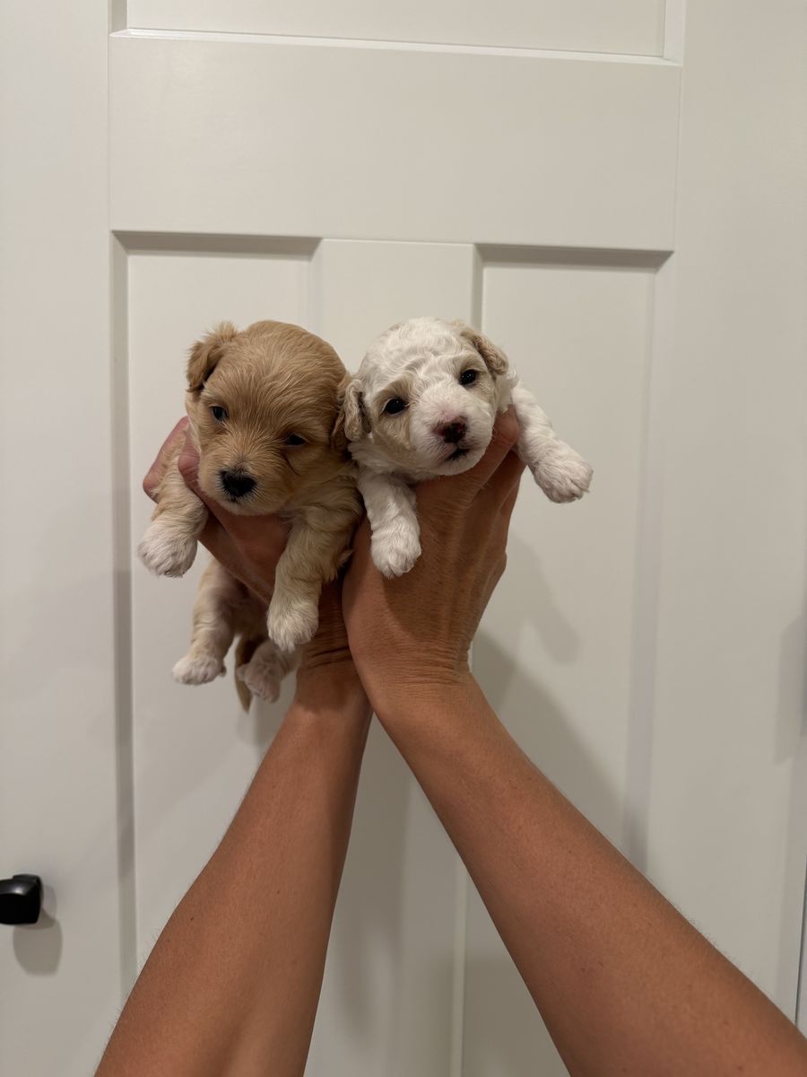 Maltipoo puppies