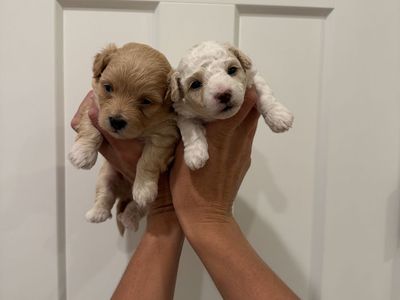 Maltipoo puppies