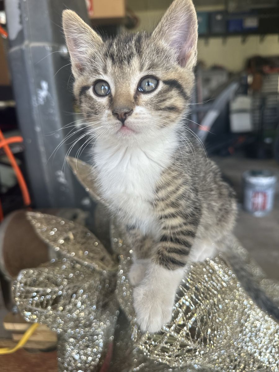 Adorable Tabby Kittens - 8 Weeks Old & Ready for Adoption