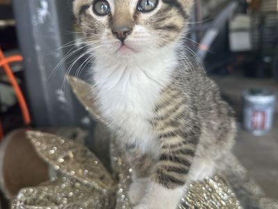Adorable Tabby Kittens - 8 Weeks Old & Ready for Adoption