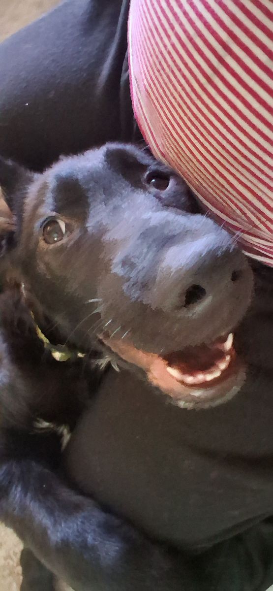 Staffy/GSD for sale