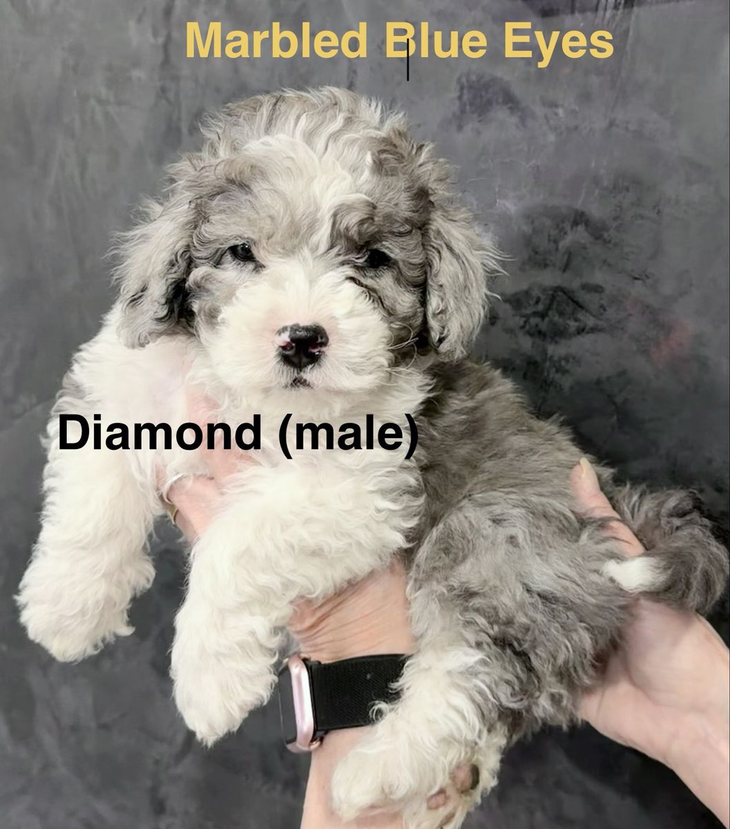 Four Teddy Bear Bernedoodles