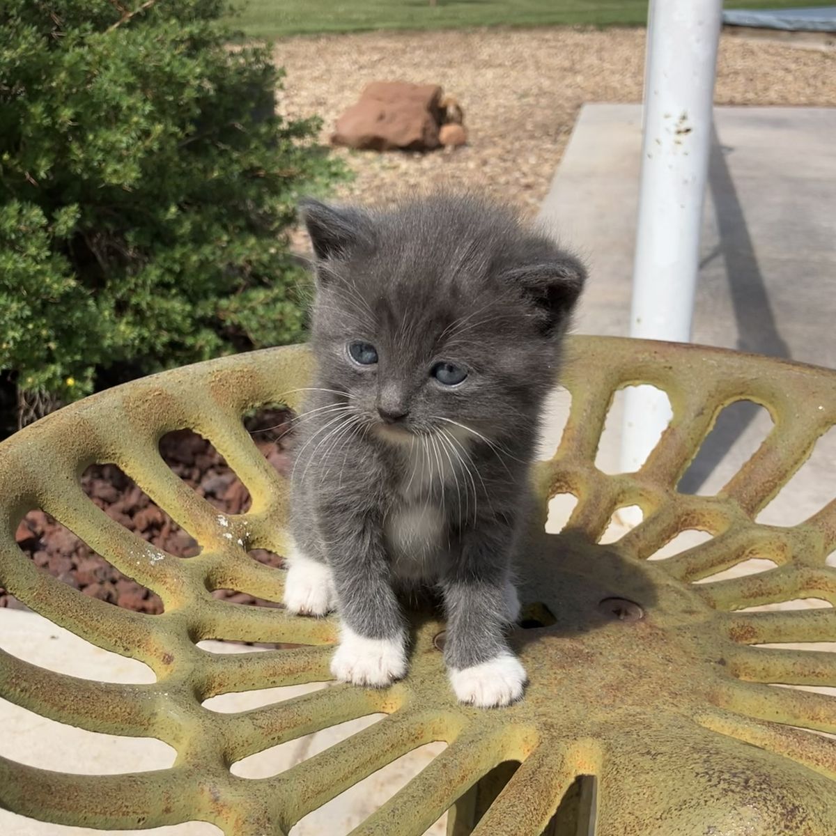 Healthy Manx Kittens need homes!!