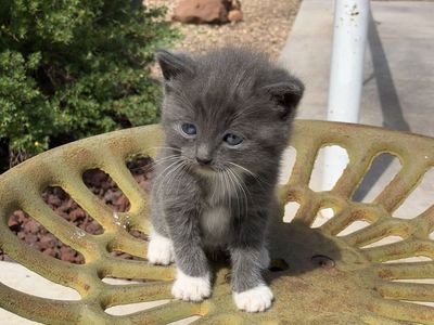 Healthy Manx Kittens need homes!!