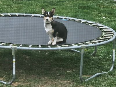 Corgi