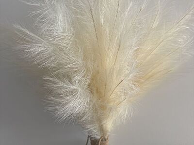 Chic Pampas Grass - Laveen