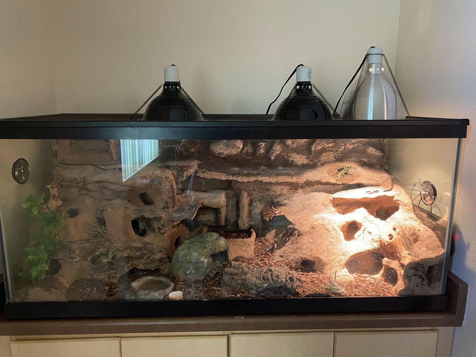 Custom Reptile Enclosure with 3 Female Leopard Geckos & Heating Lamps