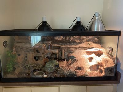 Custom Reptile Enclosure with 3 Female Leopard Geckos & Heating Lamps