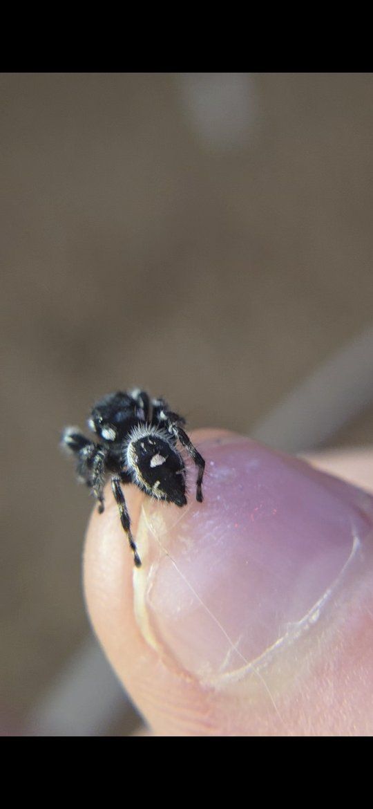 $5 sale!!! mini jumping spiders