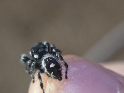 $5 sale!!! mini jumping spiders