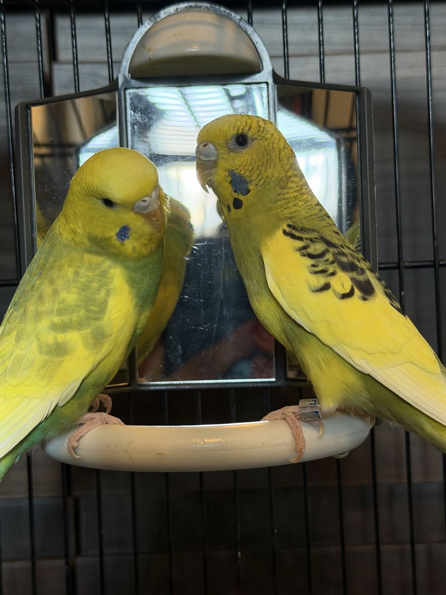 Bonded Pair of Yellow Parakeets with Large Metal Bird Cage & Accessories