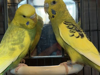 Bonded Pair of Yellow Parakeets with Large Metal Bird Cage & Accessories