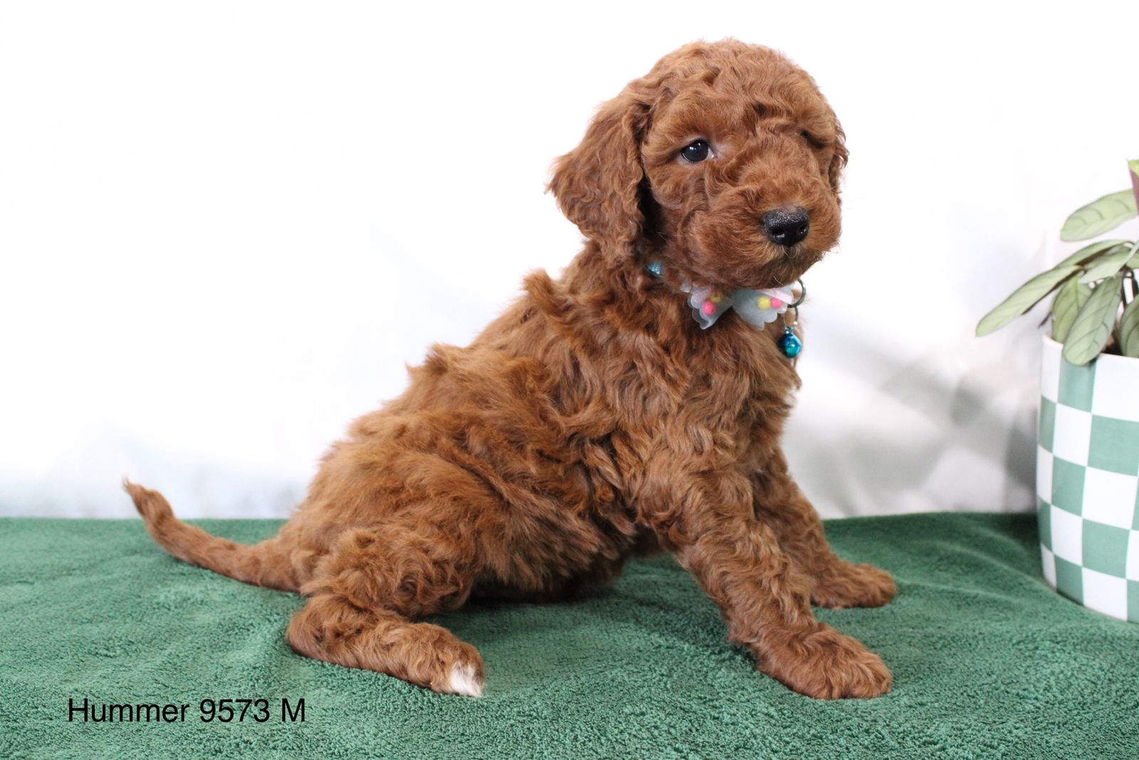 Boy Hummer - Mini Goldendoodle $1500