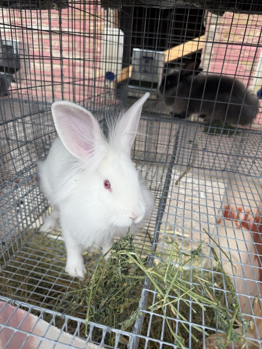 Four Adorable bunnies for sale