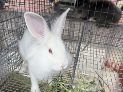 Four Adorable bunnies for sale