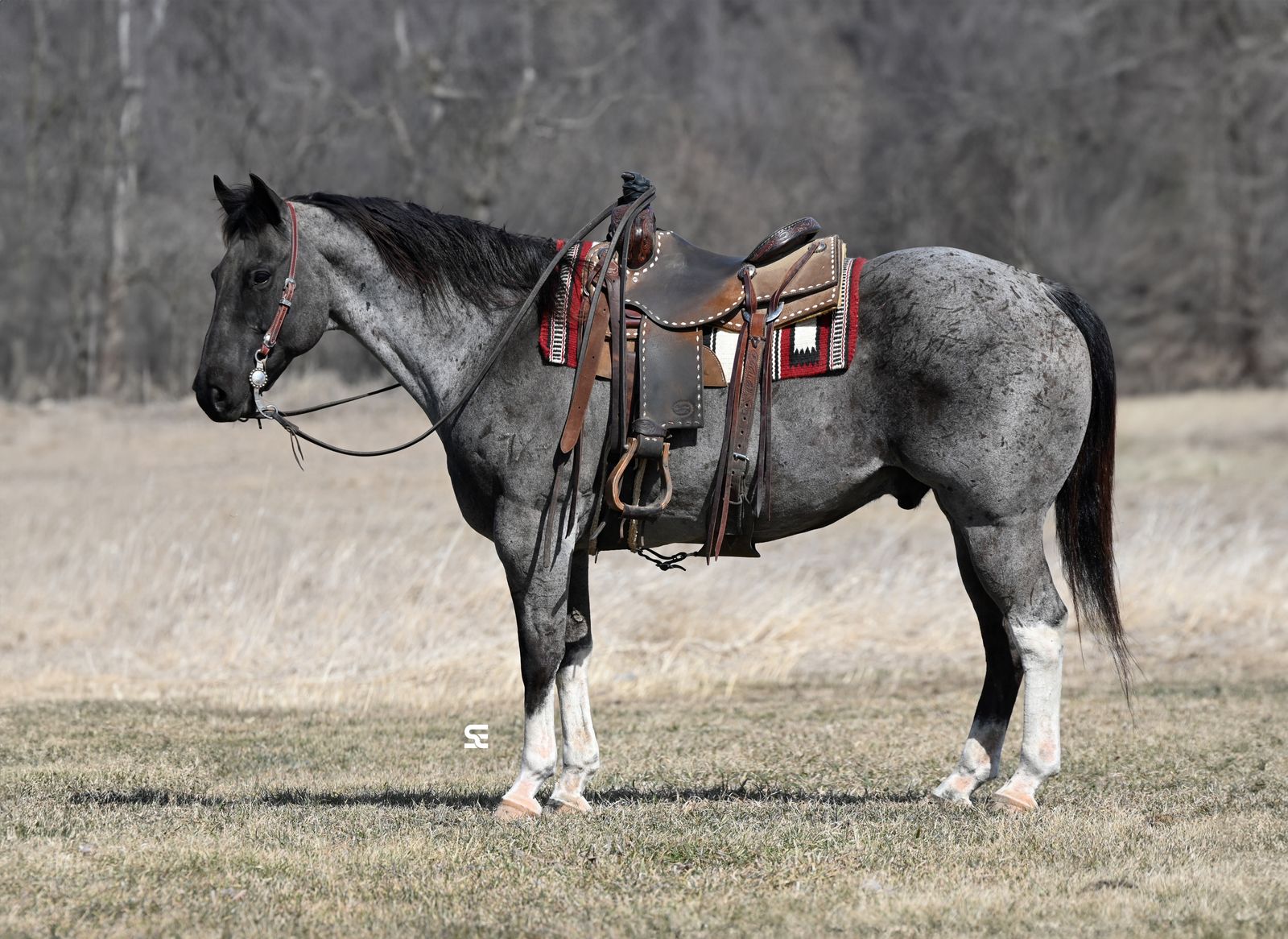 "𝙅𝙖𝙭"  𝐂𝐇𝐑𝐎𝐌𝐄𝐘 𝐁𝐥𝐮𝐞 𝐑𝐨𝐚𝐧  𝐓𝐫𝐚𝐢𝐥 𝐇𝐨𝐫𝐬𝐞 𝐃𝐄𝐋𝐔𝐗𝐄