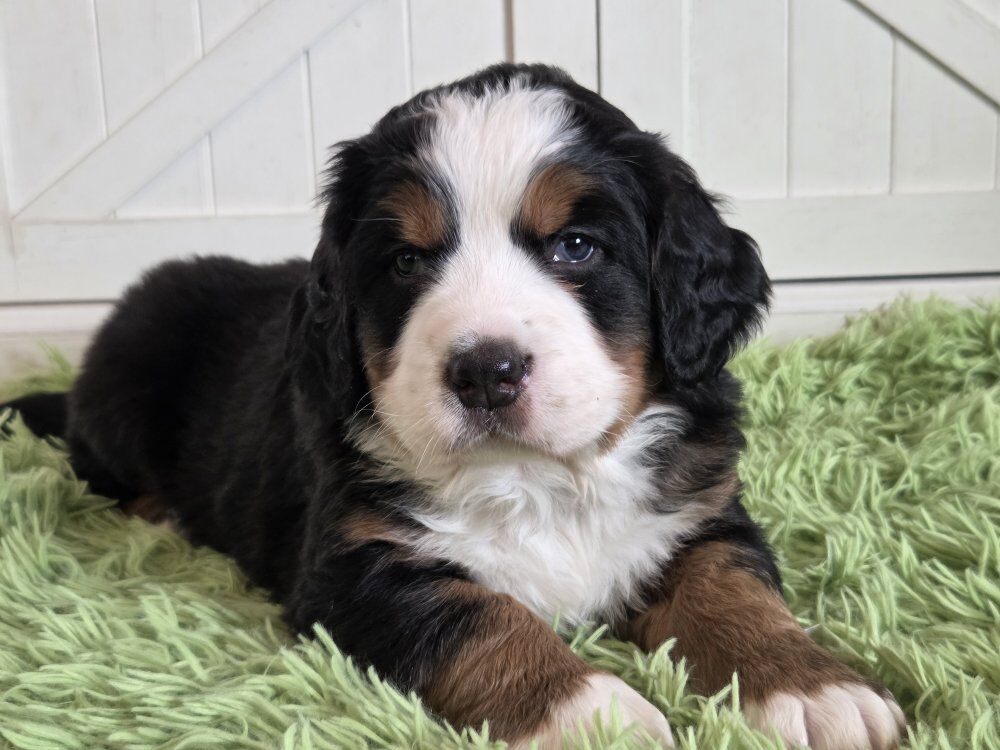 AKC Bernese Mountain Dog Puppies