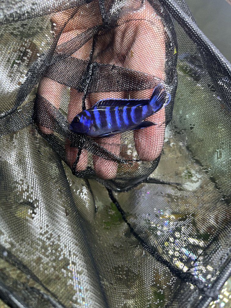 Male Demasoni Cichlid
