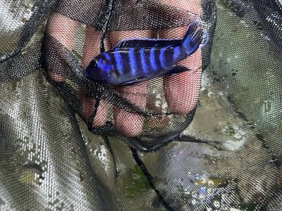 Male Demasoni Cichlid