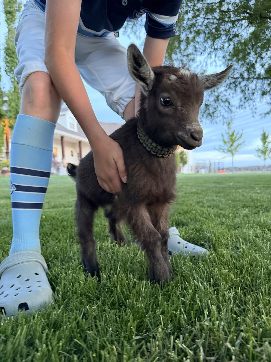 Nigerian Dwarf Buckling