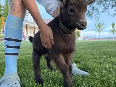 Nigerian Dwarf Buckling