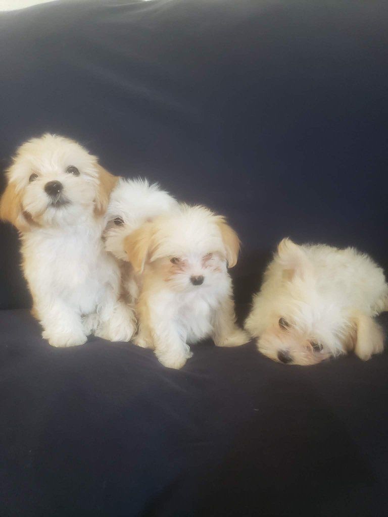 Morkie and Mini Poodle Mix Puppies, Ready for their new homes