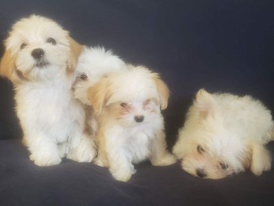 Morkie and Mini Poodle Mix Puppies, Ready for their new homes