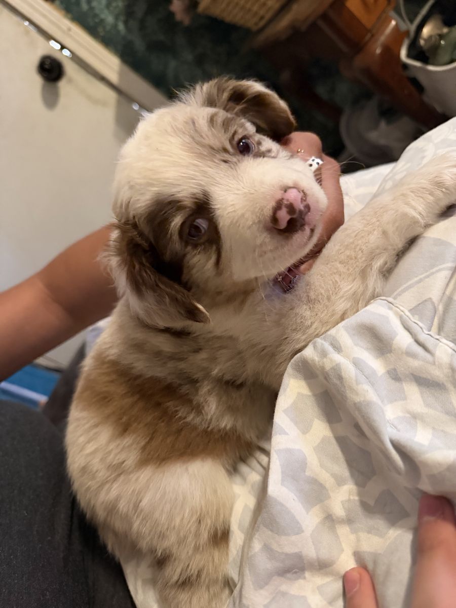 Adorable Mini Australian Shepherd Puppy - Male/Female - Ready for New Home!