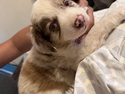 Adorable Mini Australian Shepherd Puppy - Male/Female - Ready for New Home!