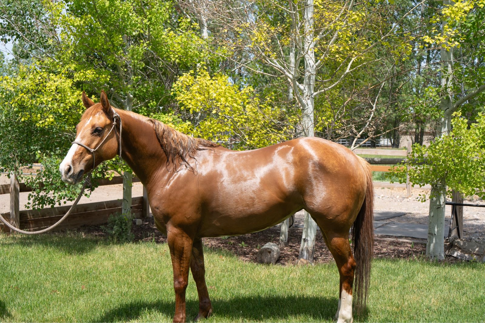 Watch the video! 6yr old AQHA mare.