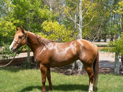 Watch the video! 6yr old AQHA mare.