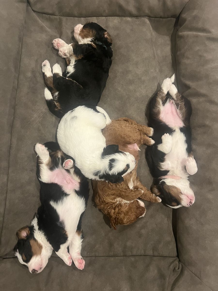 Bernedoodle PUPPIES FOR SALE