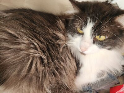 Free female cat - Brownie (6 y.o. - preferably to single/low-cat household)